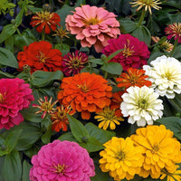 MultiColor Zinnie Blumensamen zur Aussaat Anzucht Traditionssorte & ohne Gentechnik Samen Hausgarten
