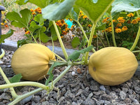 Gelb Pumpkin Gemüse Planting Samen