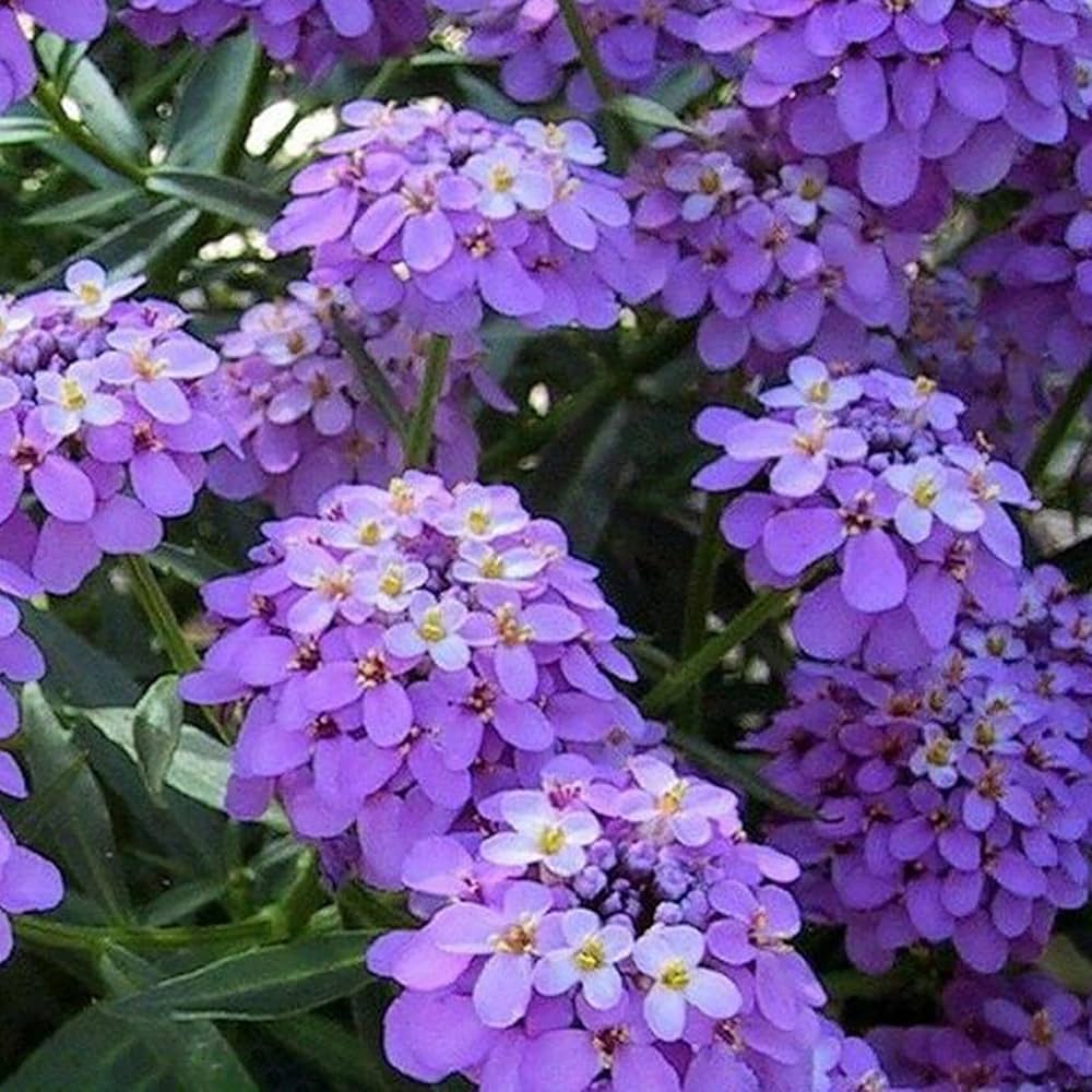 Violett Iberis Amara Blumensamen einfache Aussaat