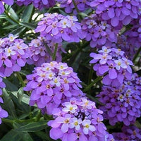 Violett Iberis Amara Blumensamen einfache Aussaat