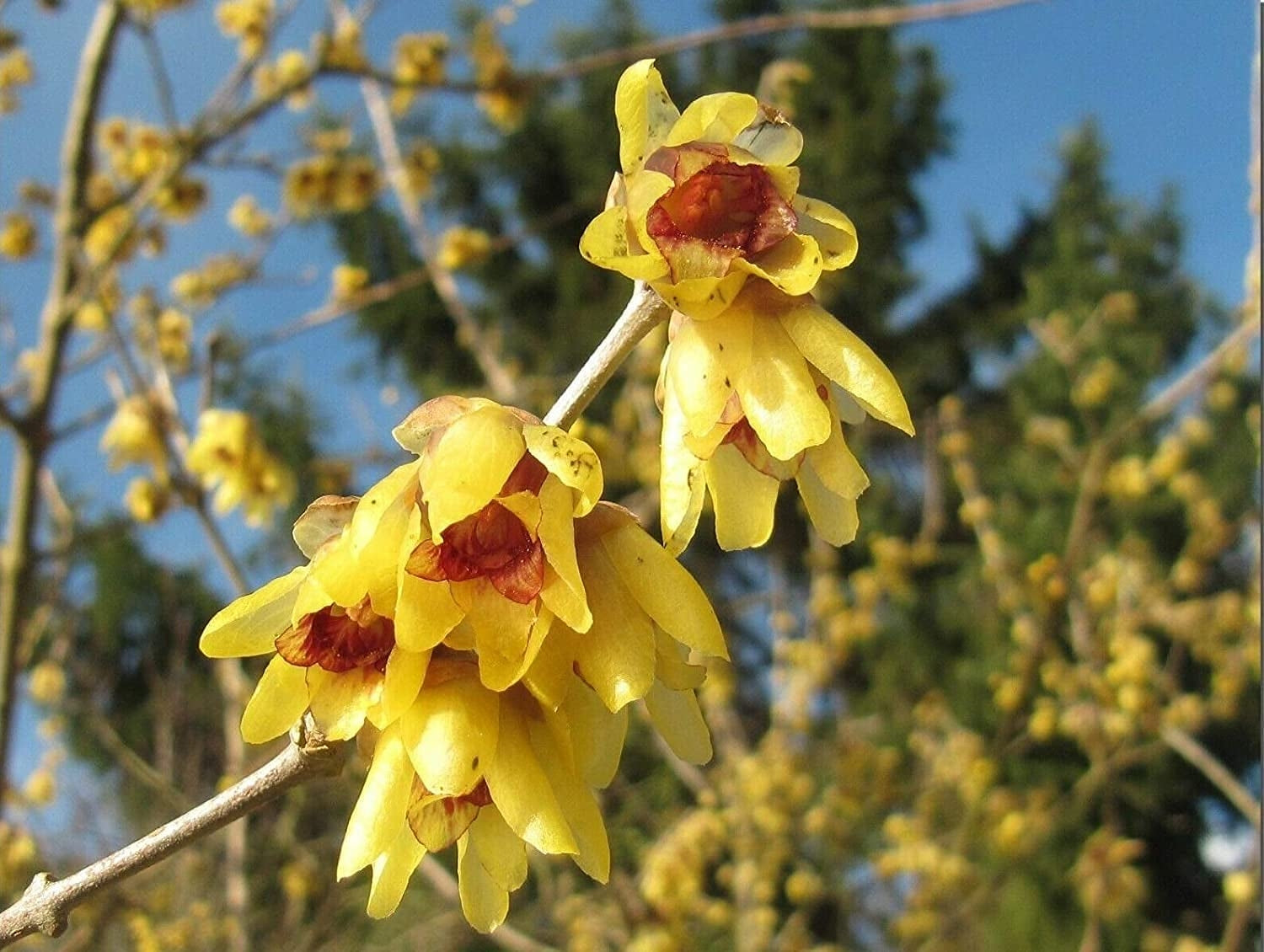Chimonanthus Wintersweet Blumensamen zur Aussaat Halbschatten verträglich Traditionssorte & ohne Gentechnik Samen Hausgarten