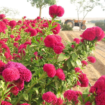 Celosia century rose annual blume samen for summer beds