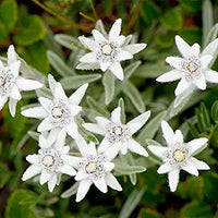 Edelweiss Leontopodium alpinum Blumensamen zur Aussaat Alpine Garten