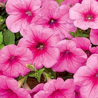 hell Rosa Petunie Blumensamen zur Aussaat leuchtend Traditionssorte & ohne Gentechnik Samen Hausgarten