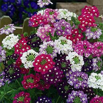 Vervain blume samen for anpflanzung - cut blume favorite, heirloom & gmo free samen for home garten
 
 sale samen for anpflanzung in home garten