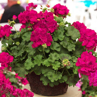 Pelargonium peltatum geranium samen for indoor