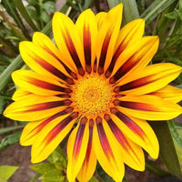 Gelb Rot Mittagsgold Rigens Blumensamen zur Aussaat – hochwertige Qualitäts- – Traditionssorte & ohne Gentechnik Samen Hausgarten