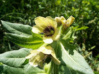 Creme Henbane Blumensamen zur Aussaat – leuchtend – Traditionssorte & ohne Gentechnik Samen Hausgarten