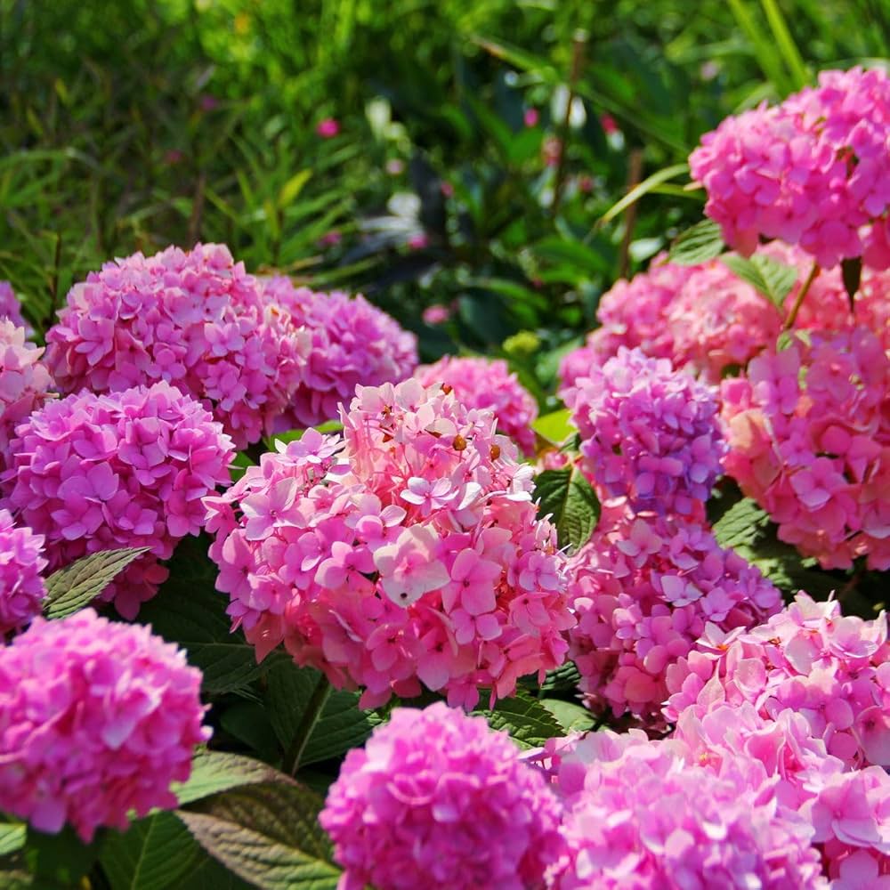 Hortensie Macrophylla Gemischt Blumensamen