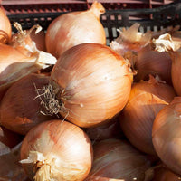 Vidalia onion samen für aussaat - non-gmo traditionelle spring fast wachsend backyard country and