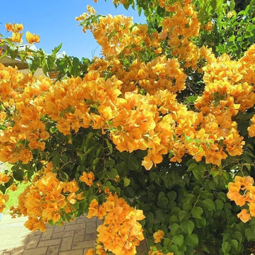 hell Gelb Drillingsblume Blumensamen zur Aussaat farbenfroh Schau Traditionssorte & ohne Gentechnik Samen Hausgarten
