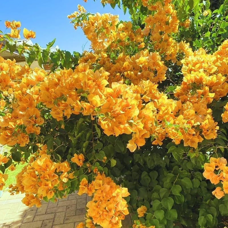 hell Gelb Drillingsblume Blumensamen zur Aussaat farbenfroh Schau Traditionssorte & ohne Gentechnik Samen Hausgarten