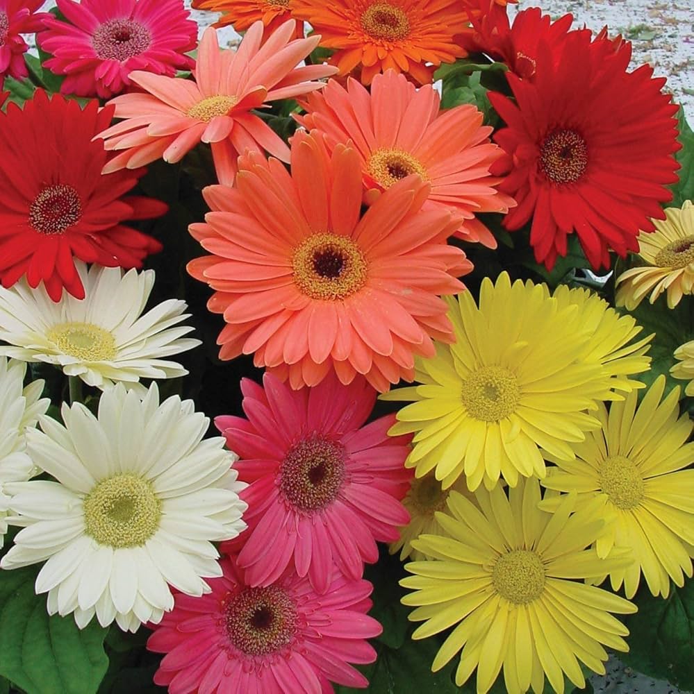 Hot Gerbera Samen Chrysantheme ausdrucksstark – farbenfroh Blume Blüten