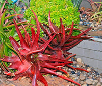 Rot Aloe Blumensamen zur Aussaat kompakt Wuchs Traditionssorte & ohne Gentechnik Samen Hausgarten