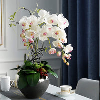 Traditionssorte Orchidee Ball Blumensamen zur Aussaat kompakt Wuchs Traditionssorte & ohne Gentechnik Samen Hausgarten