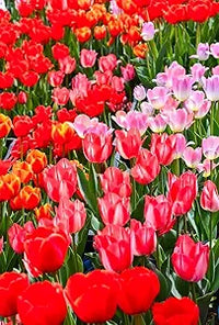 Double tulip samen for rare perennial bonsai and garten blooms