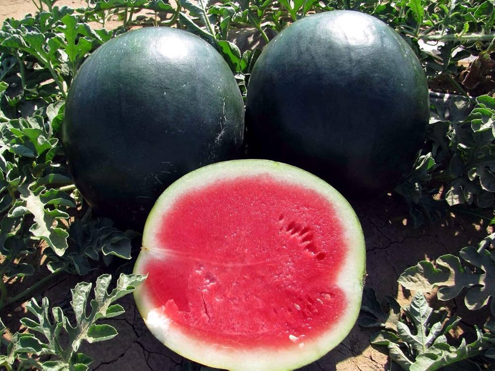 Wassermelone Samen für einfaches Anpflanzen
