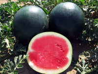 Wassermelone Samen für einfaches Anpflanzen