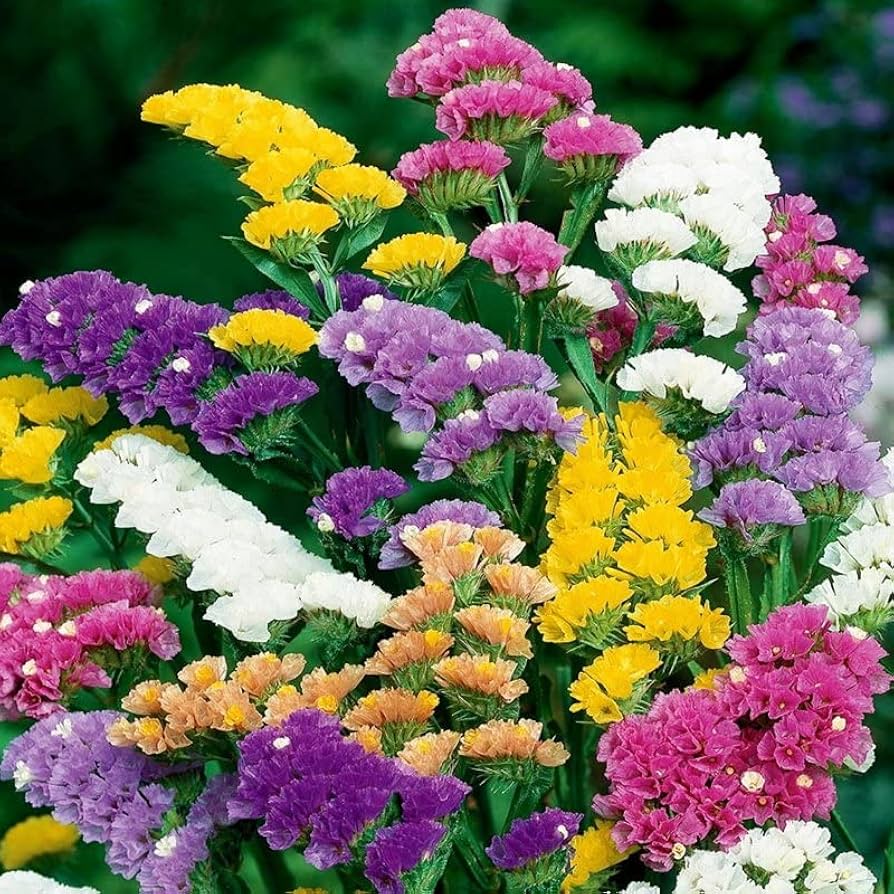 Sea Lavendel Blumensamen zur Aussaat – lang Blüte Saison – Traditionssorte & ohne Gentechnik Samen Hausgarten