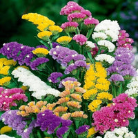Sea Lavendel Blumensamen zur Aussaat – lang Blüte Saison – Traditionssorte & ohne Gentechnik Samen Hausgarten