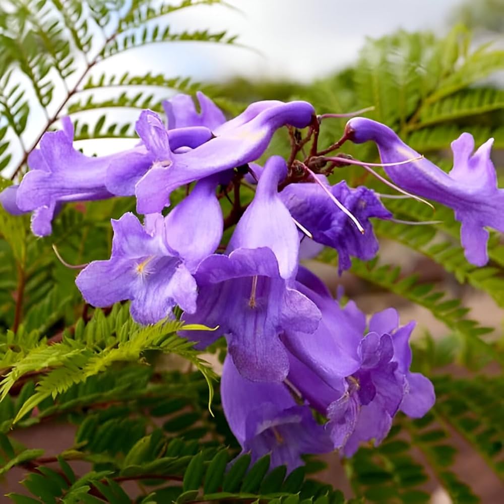 Jacaranda Blumensamen zur Aussaat Create a leuchtend Garten