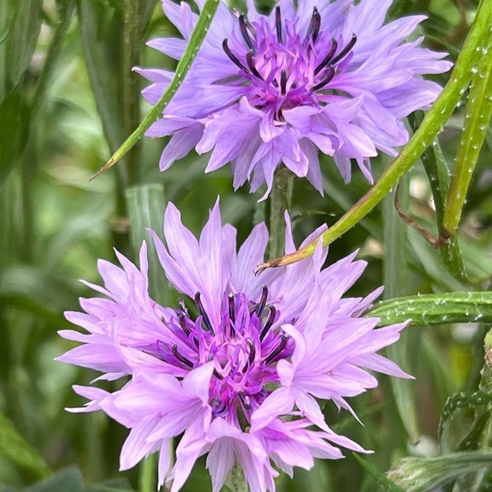 Lila centaurea blume samen for anpflanzung - shade tolerant, heirloom & gmo free samen for home garten
 
 sale samen for anpflanzung in home garten