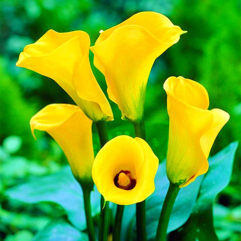 Calla Lilie Samen – elegant und Graceful Blüten Garten or für Innenräume Spaces (100 Pcs pcs)