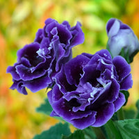 dunkel Lila Blau Gloxinie Samen Blumensamen zur Aussaat Garten beliebt Traditionssorte & ohne Gentechnik Samen Hausgarten