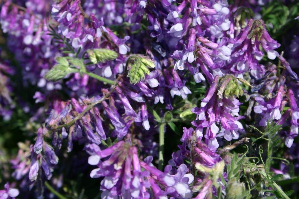 Lila hairy vetch blume samen for anpflanzung - garten favorite, heirloom & gmo free samen for home garten
 
 sale samen for anpflanzung in home garten
