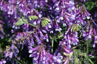 Lila hairy vetch blume samen for anpflanzung - garten favorite, heirloom & gmo free samen for home garten
 
 sale samen for anpflanzung in home garten