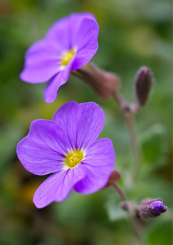 Aubretia Deltoides Blumensamen zur Aussaat – Garten beliebt – Traditionssorte & ohne Gentechnik Samen Hausgarten