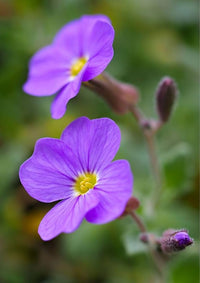 Aubretia Deltoides Blumensamen zur Aussaat – Garten beliebt – Traditionssorte & ohne Gentechnik Samen Hausgarten