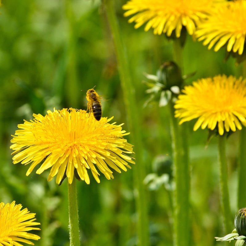 Dandelion taraxacum officinale for anpflanzung in vegetable patch