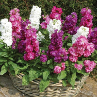 Lila Abend Stock Samen zur Aussaat Blume Beet