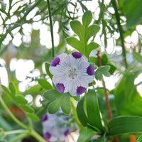 Five Spot Nemophila maculata Blumensamen zur Aussaat Blume Beet und Wildblume Garten