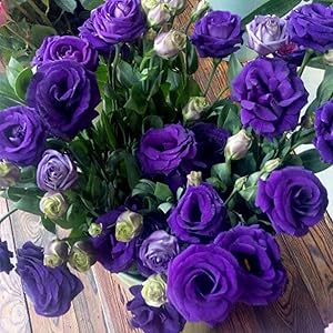 Lisianthus (eustoma) samen for potted perennial blooms