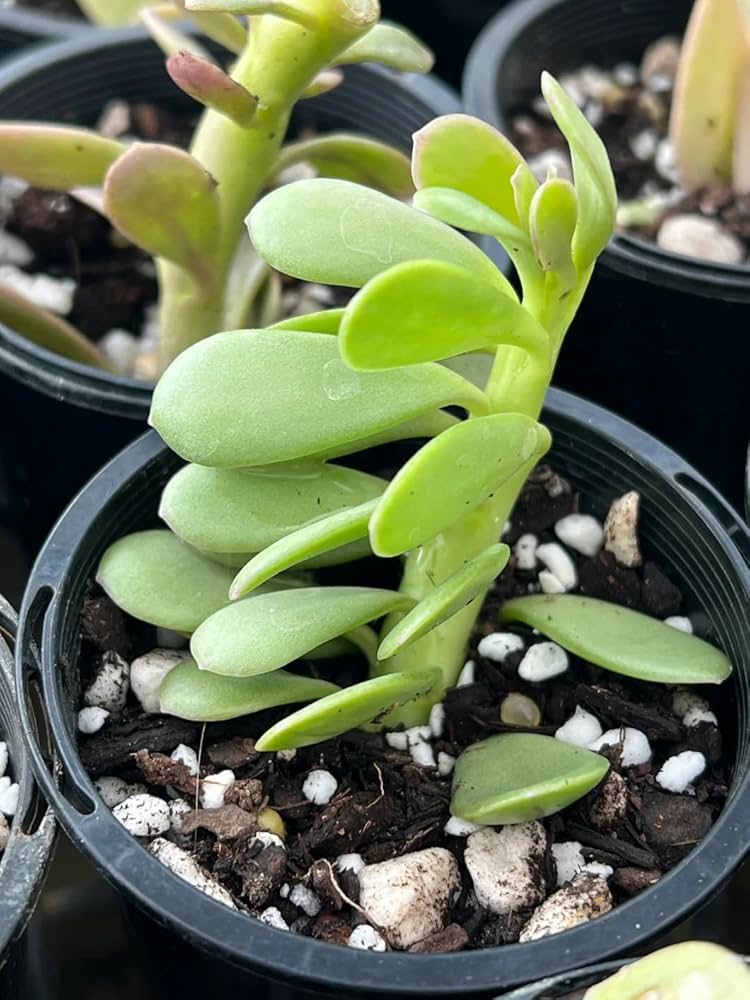 Crassula Blumensamen zur Aussaat duftend Blüten Traditionssorte & ohne Gentechnik Samen Hausgarten