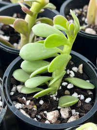 Crassula Blumensamen zur Aussaat duftend Blüten Traditionssorte & ohne Gentechnik Samen Hausgarten