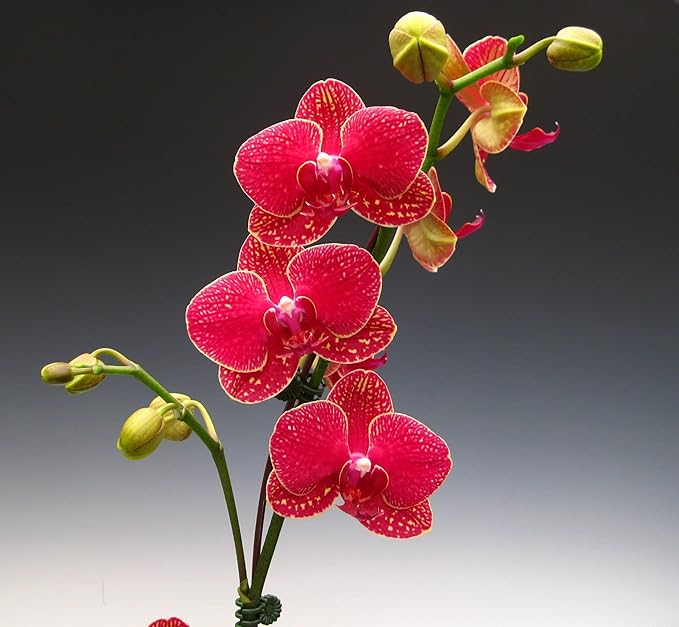 Phalaenopsis orchid blume samen for anpflanzung - shade tolerant, heirloom & gmo free samen for home garten
 
 sale for anpflanzung in home garten