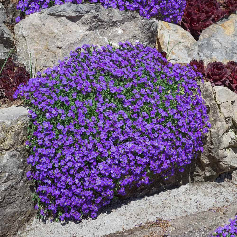 Semi di aubrezia perenne da seminare – apprezzata in giardino – varietà tradizionale e semi da giardino senza OGM