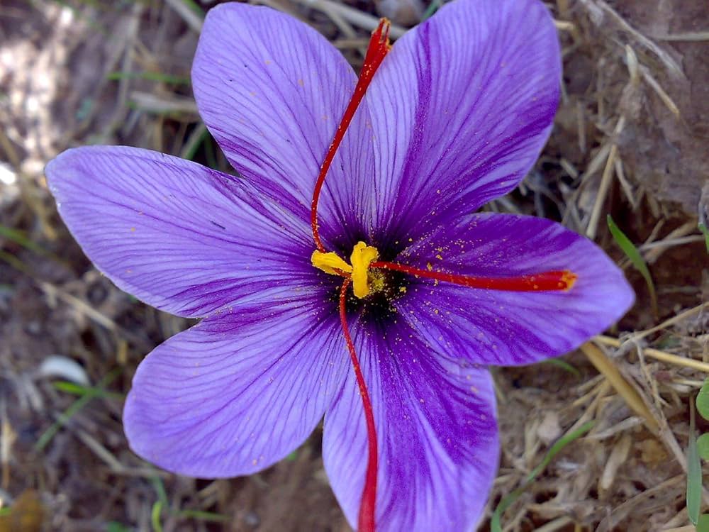 Saffron Blumensamen (Crocus Sativus) Gourmet Spice Harvest