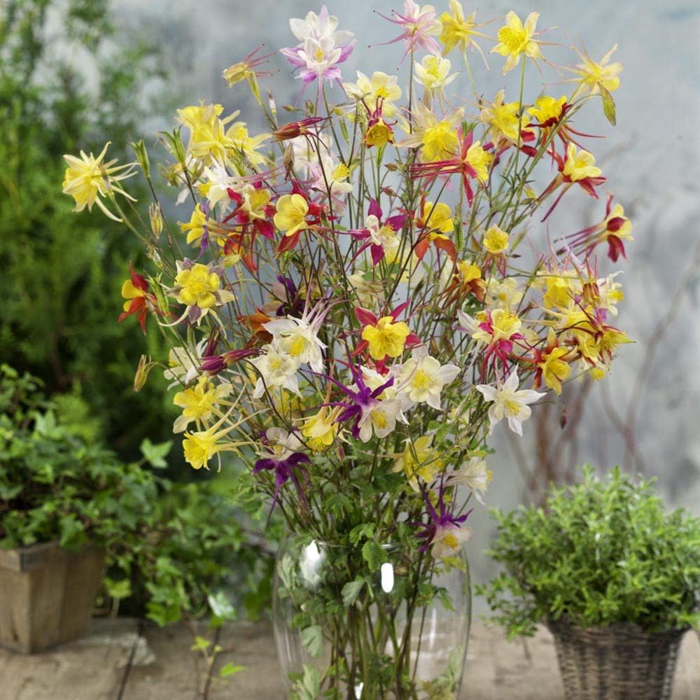 Columbine blume samen for easy anpflanzung in woodland gardens