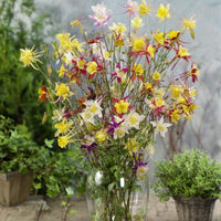 Columbine blume samen for easy anpflanzung in woodland gardens