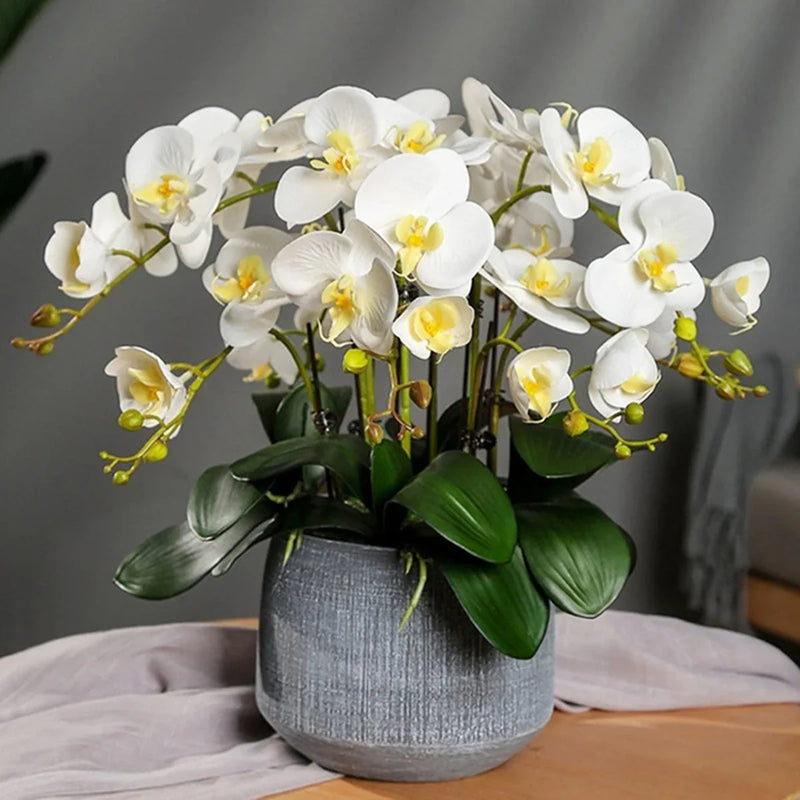 Gemischt Schmetterlingsorchidee Orchidee Blumensamen zur Aussaat saisonal Dauerblüher Traditionssorte & ohne Gentechnik Samen Hausgarten