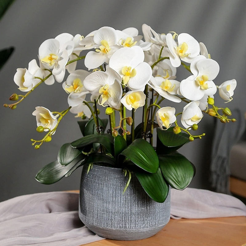 Phalaenopsis gelb weiß blume samen for anpflanzung - bright blooms, heirloom & gmo free samen for home garten
 
 sale for anpflanzung in home garten.