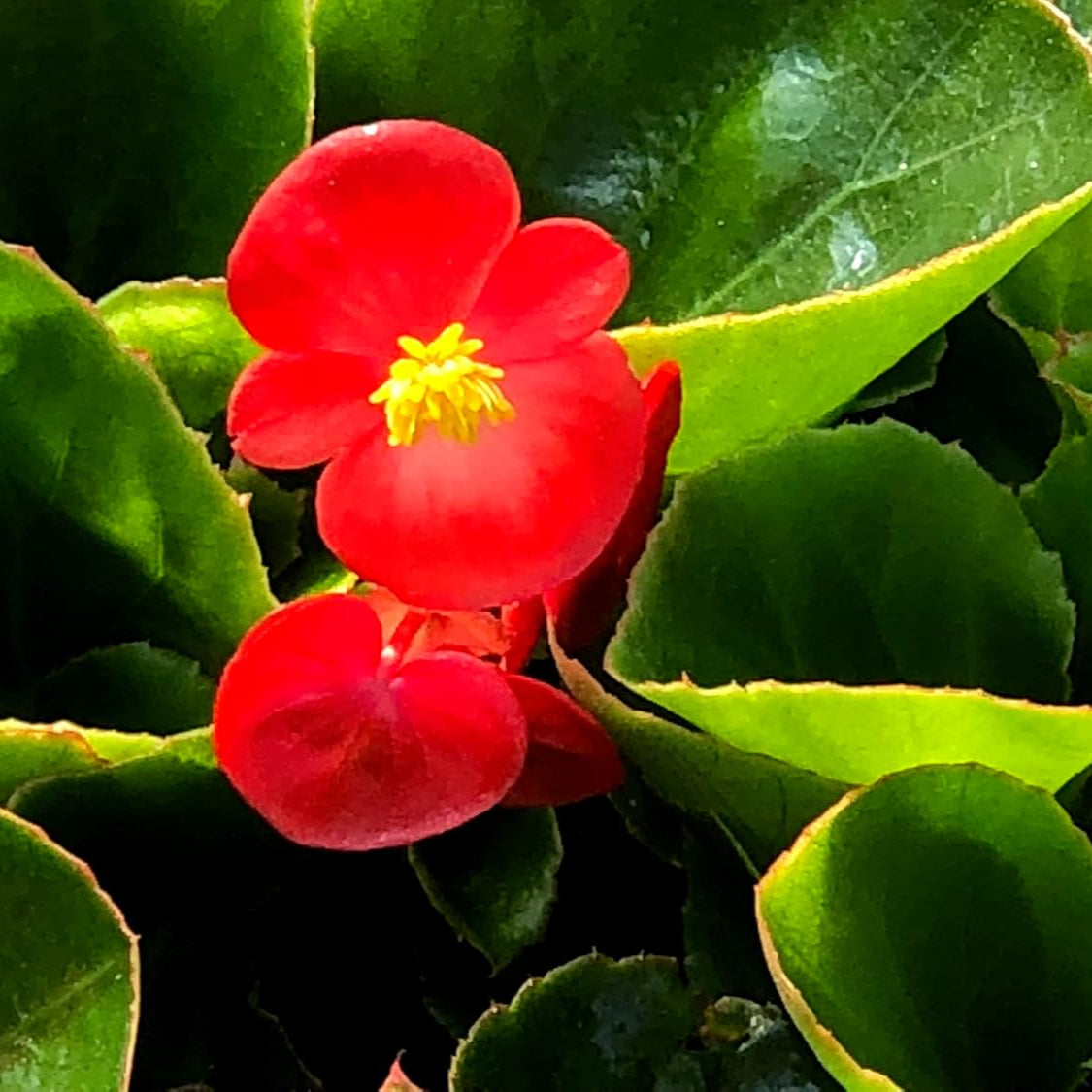 Rot begonia blume samen for anpflanzung vibrant colors heirloom & gmo free samen for home garten 
 
 sale samen for home garten anpflanzung