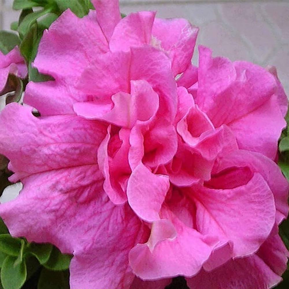 Petunie Hybrida Bonsai Balcony Blumensamen