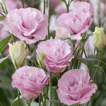 Light rosa eustoma (lisianthus) blume samen for anpflanzung - vibrant colors, heirloom & gmo free samen for home garten
 
 sale for anpflanzung in home garten