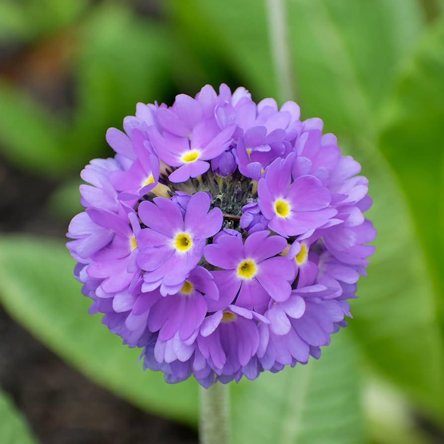 Primel Primel spp Samen zur Aussaat Blume Beet und Garten Border