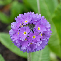 Primel Primel spp Samen zur Aussaat Blume Beet und Garten Border